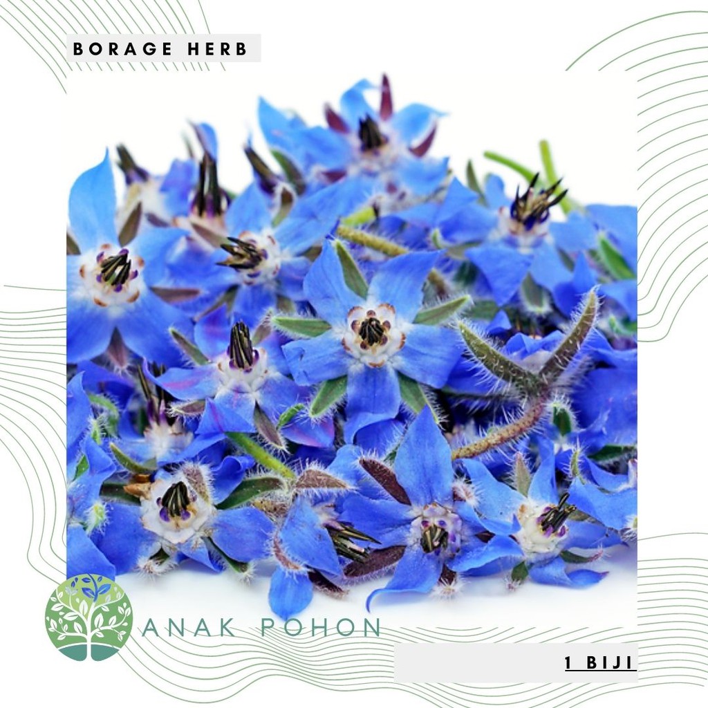 Benih Bibit Biji - Borage Edible Flower Herb Seeds - IMPORT