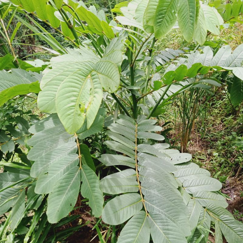 Daun ketepeng efektip obati penyakit kulit  30 helai