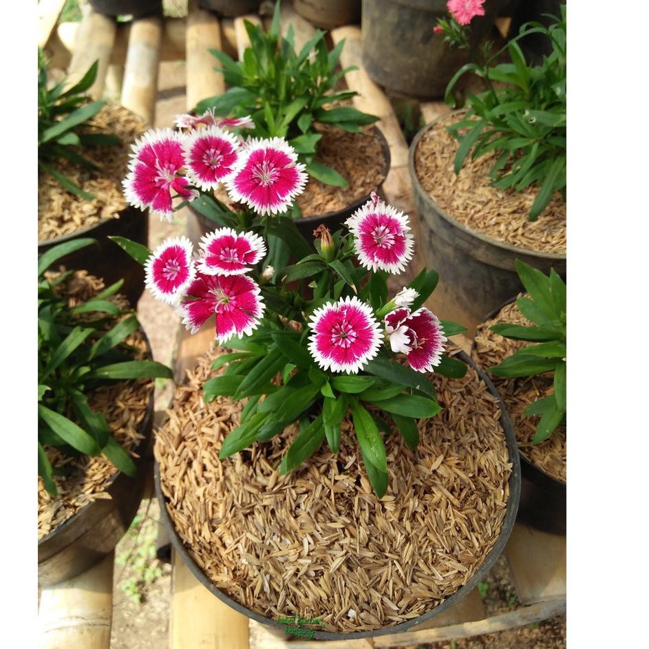 Realpct Anyelir Bunga Ungu putih