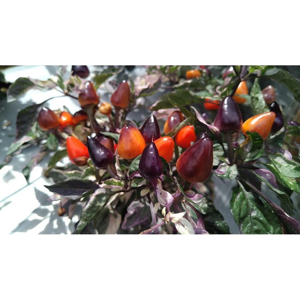 Benih Bibit Biji - Cabai Indonesia Variegata (Hasil Buah Bervariasi) Rainbow Pepper Seeds