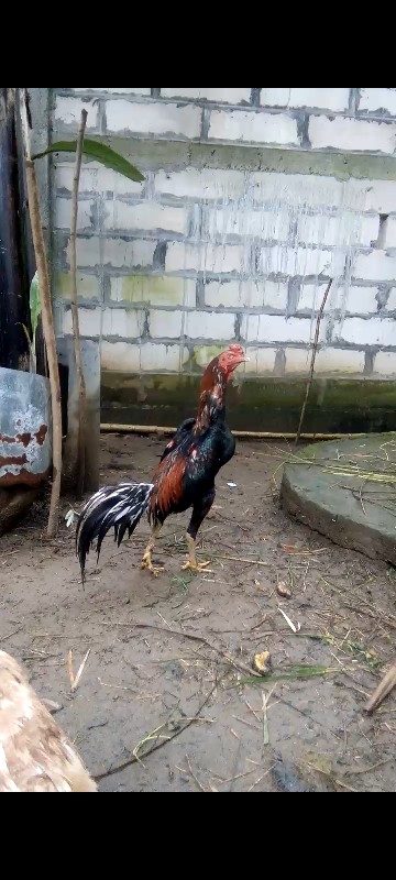 Gamis Couple Keluarga Jumbo Megamendung Merah | Batik Merah