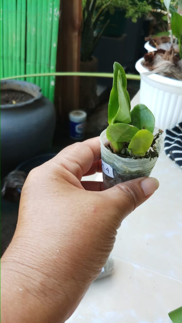 Anggrek Dendrobium Seedling Hybrid Thailand
