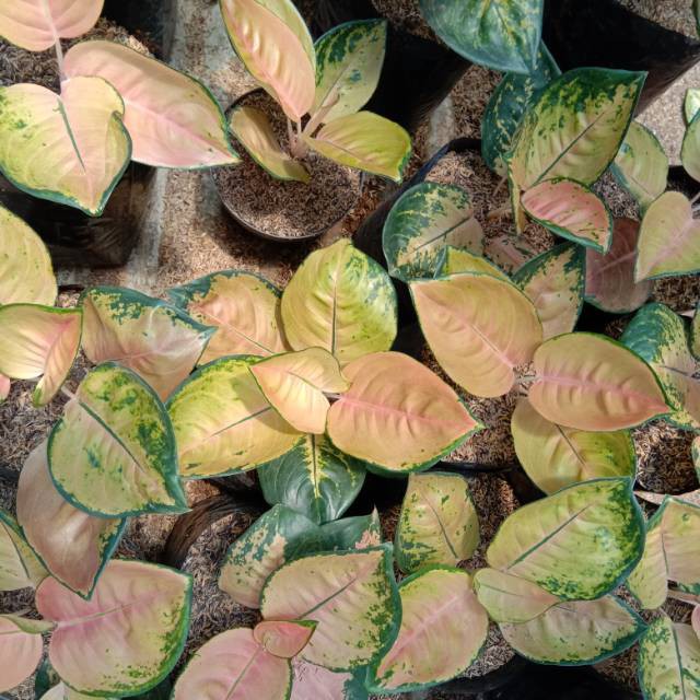 SALE Bonggolan Aglonema Sultan Brunei Super Spesial Petani Aglonema Petani Aglonema2