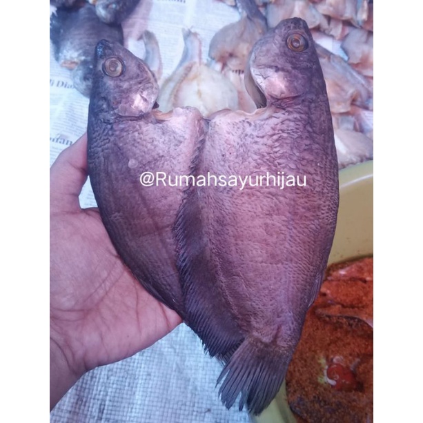 

Ikan Asin Sepat Siam Khs Banjar