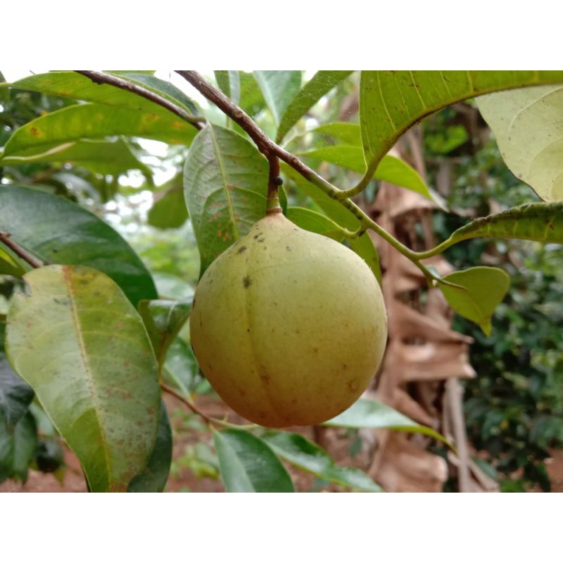 

Buah pala segar petik