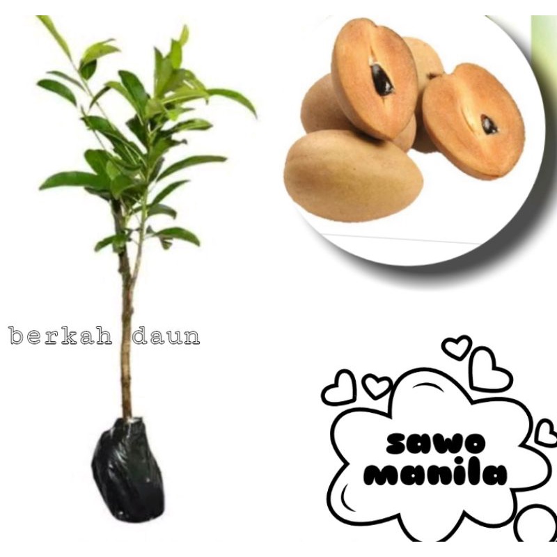 bibit sawo kecik (sawo manila) kualitas unggul