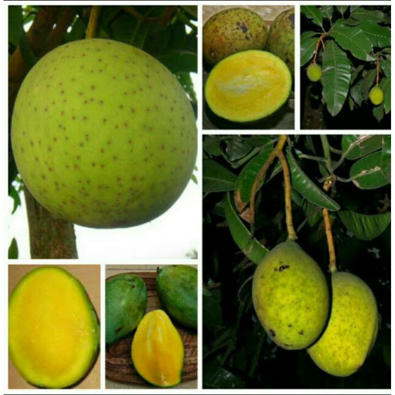 bibit mangga kweni