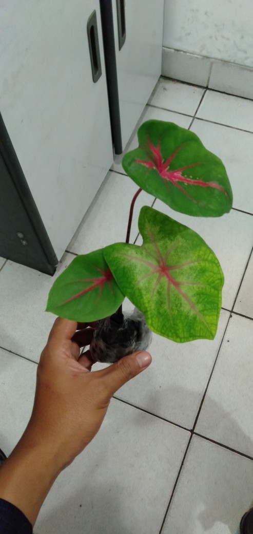 Keladi Joker / Keladi Hias Murah