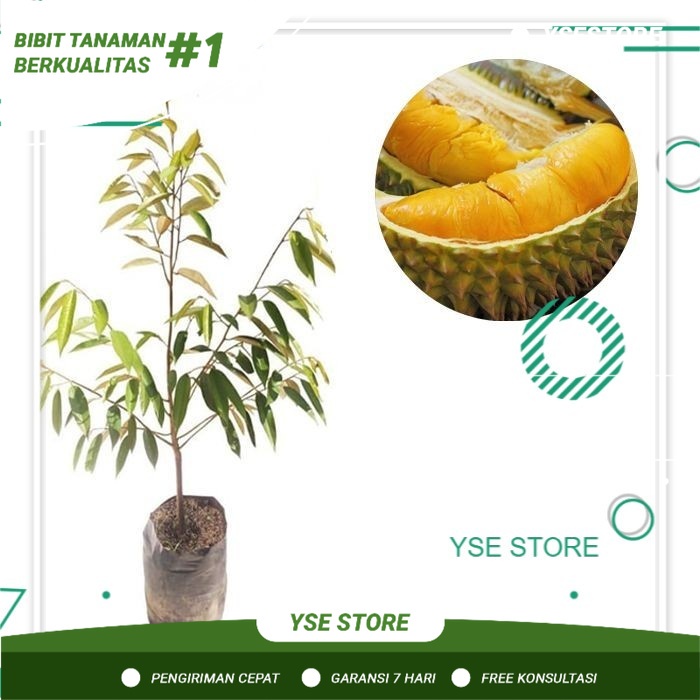 Obral Bibit Buah Durian Montong Siap Tanam
