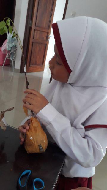 Bougenvile Pink/bambino Baby Alison./ Bogenvil. Bougenville