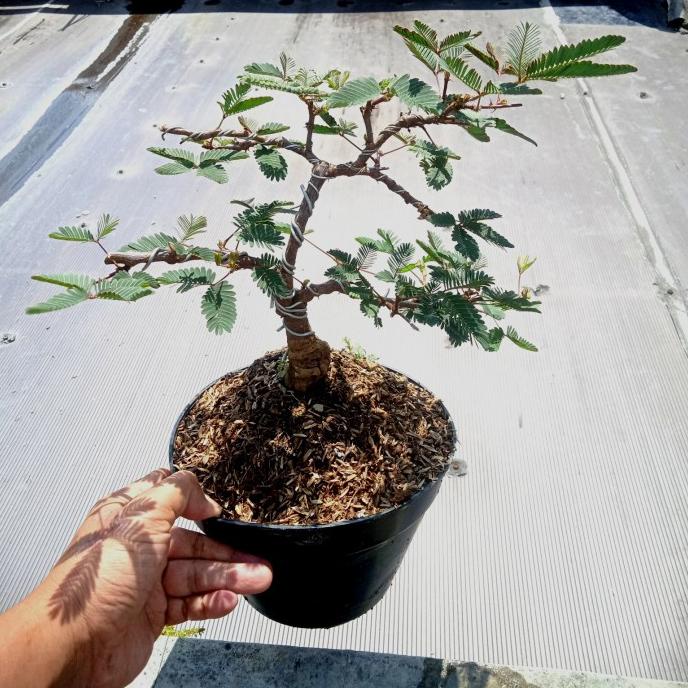 EKSLUSIF bonsai putri malu tinggal pajang
