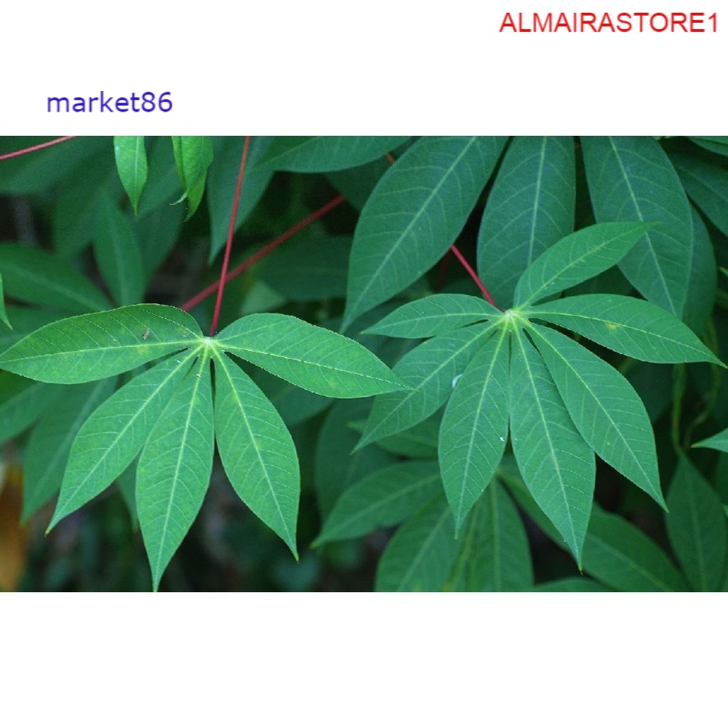 

Sayur Sayuran Segar FRESH Daun Singkong Per Ikat - Market86