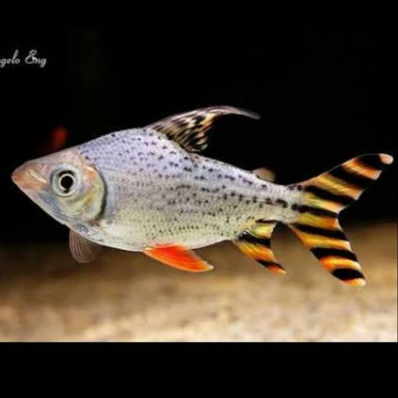 Ikan Hias Yellow Feifeng