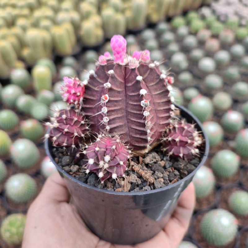 Gymnocalycium Ungu | DP 10cm | Kaktus