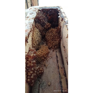 KOLONI LEBAH KLANCENG LEVICEPS