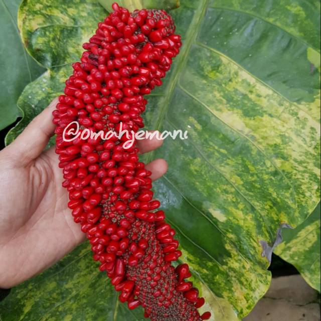 Biji Benih Anthurium Hockery Sweeta Varigata X Burgundy