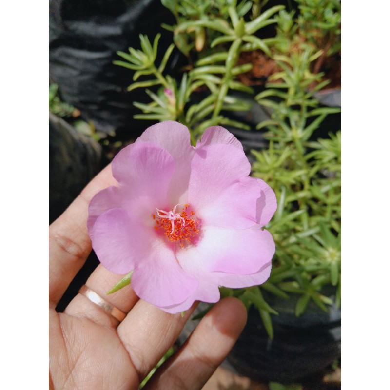 

krokot id giant pink