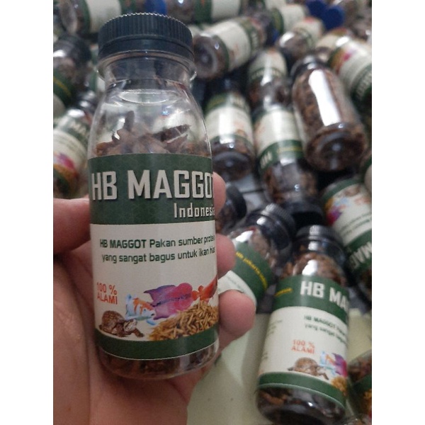 HB maggot ikan belatung maggot umpan ikan