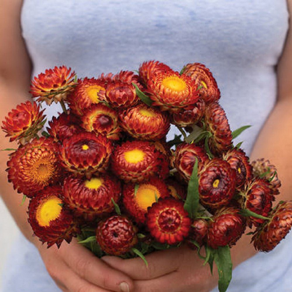 PlantaSeed - 50 Seeds - Strawflower Tall Double Biji Bunga - PAS0234