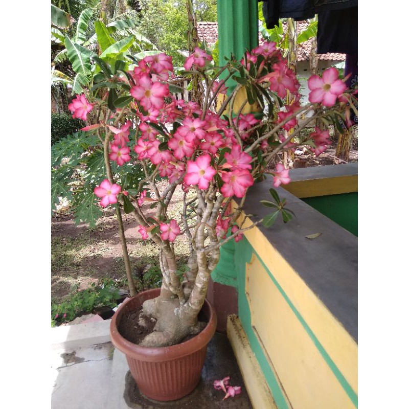 biji bunga Kamboja pink
