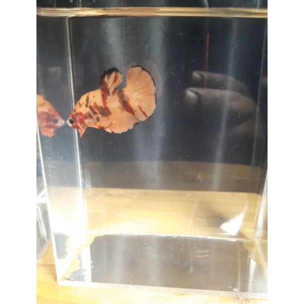 Cupang Nemo Leopard / 100% Sesuai Foto / Avatar / Kuncop / FCCP / Hellboy