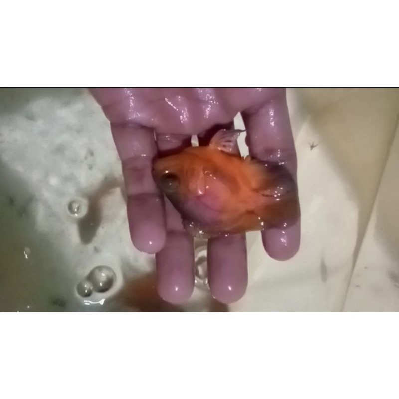 Oscar Paris black red  sb bonsai