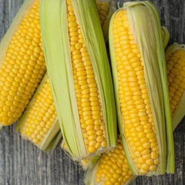 

JAGUNG MANIS SEGAR / SWEET CORN FRESH