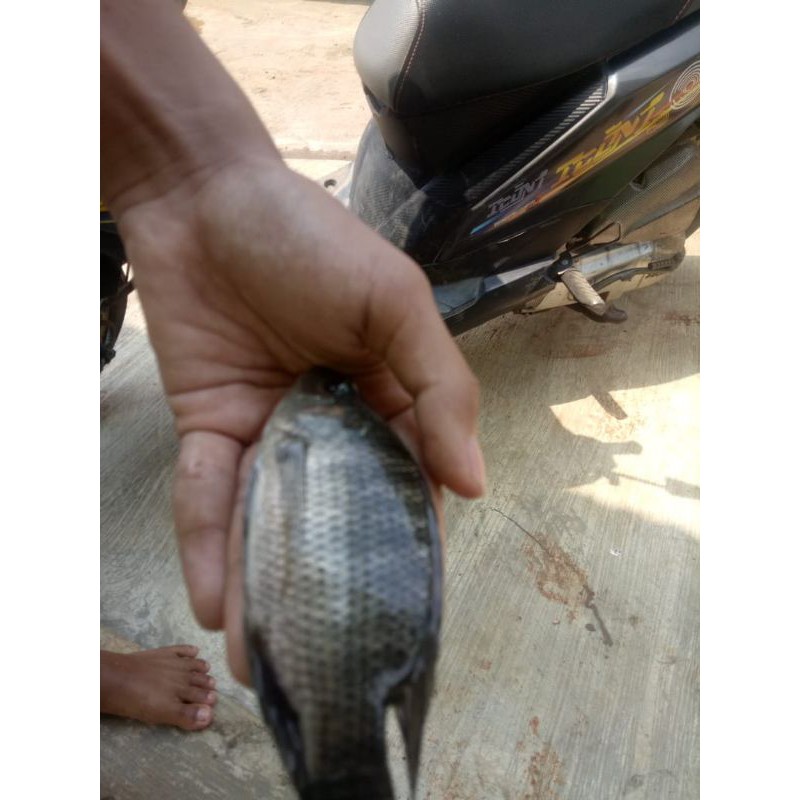 jual bibit ikan mujair 50 ekor