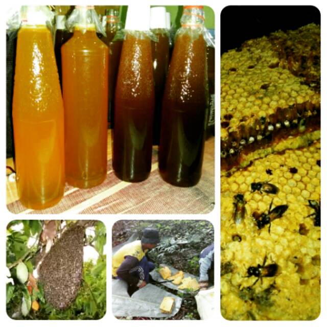 

Madu Tawon Asli (500 ml)