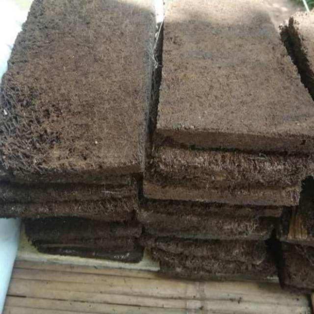 Akar pakis media tanam akar pakis lempengan