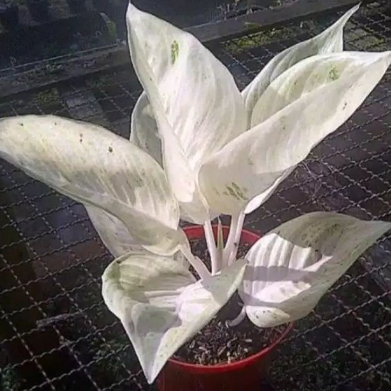 Bibit Aglonema Legacy Salju (Bonggol)