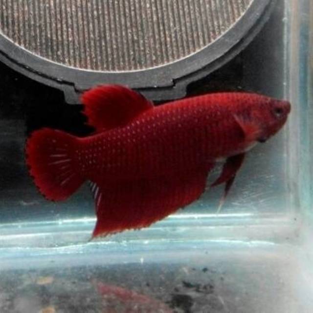 Jual Cupang Aduan Bagan Api Shopee Indonesia