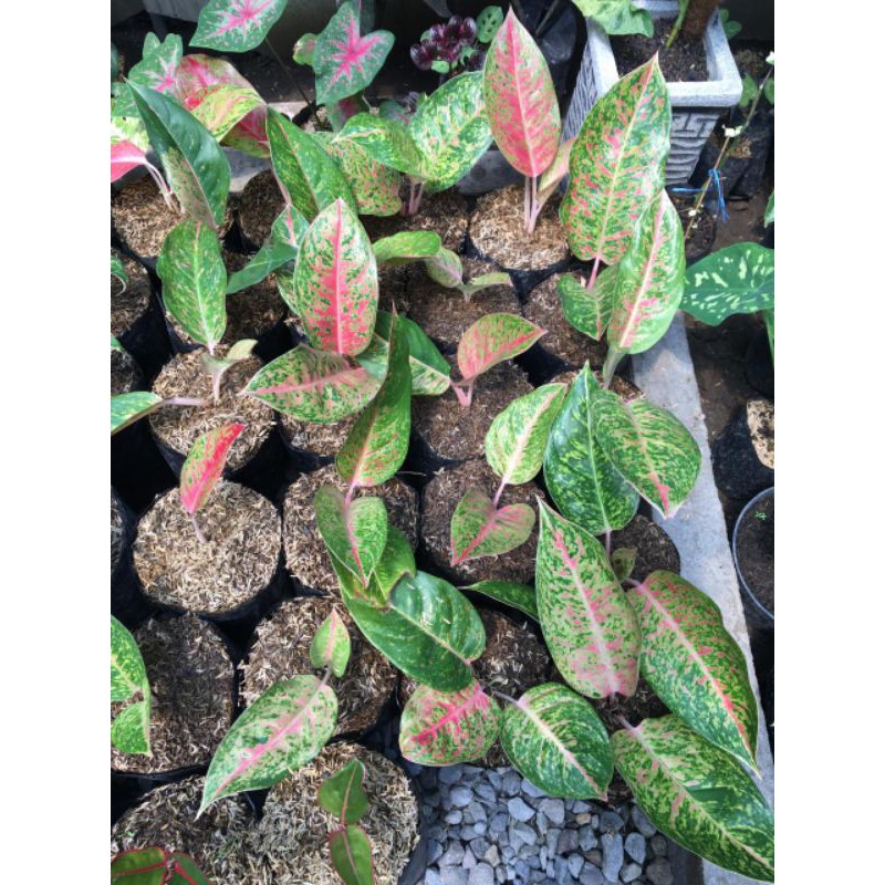 aglonema lulaiwan/aglonema bigroy