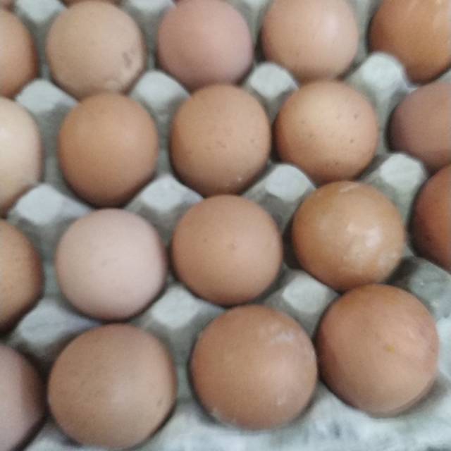 

Telor negri 1 kg harga 28 rn