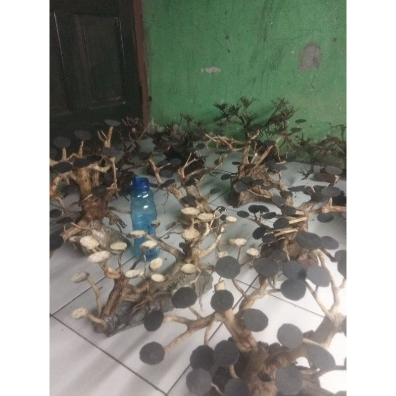 bonsai akar senggani besar (L) aquascape