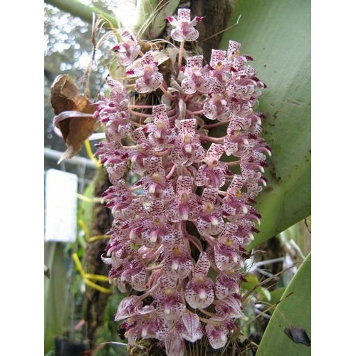 Anggrek Murah Bulbophyllum Becarii