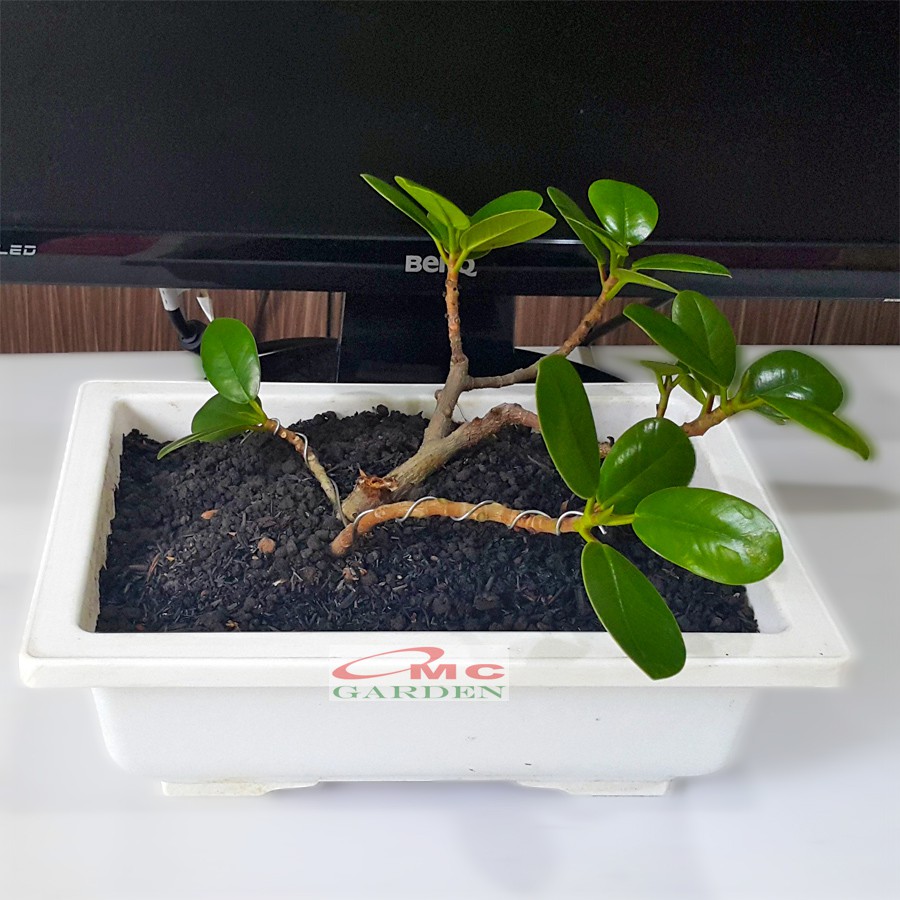 Tanaman Hias Pohon Bonsai Mame Beringin Korea Mini Dolar B-BK-014