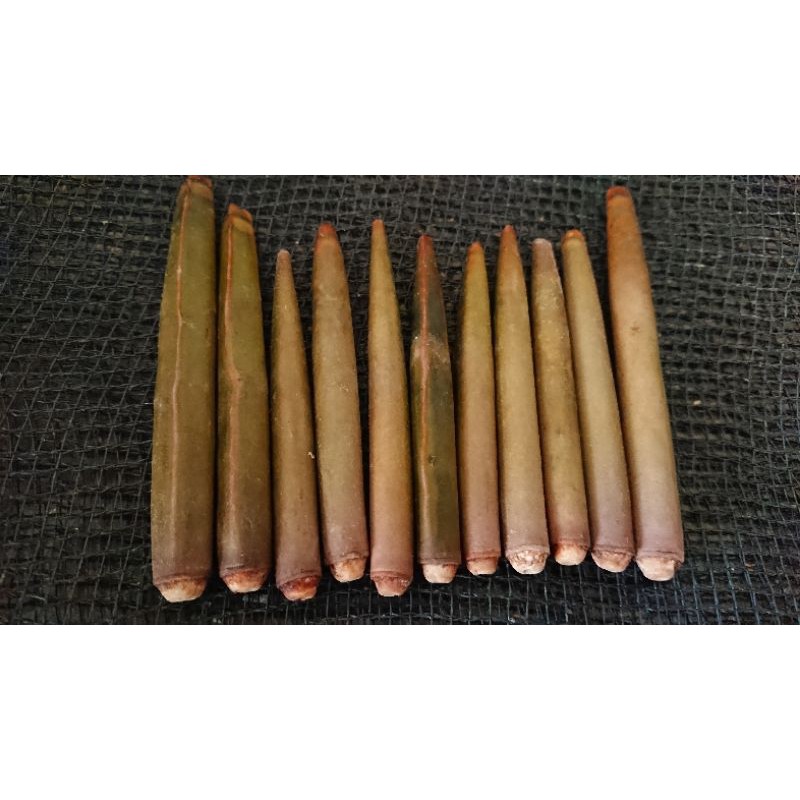 duri landak laut 10pcs