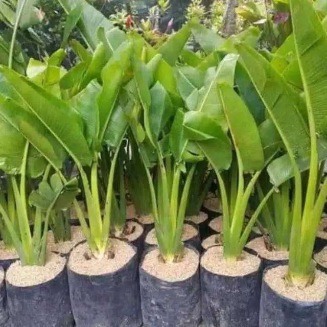 Tanaman Hias Pisang-Pisangan - Tanaman Indoor