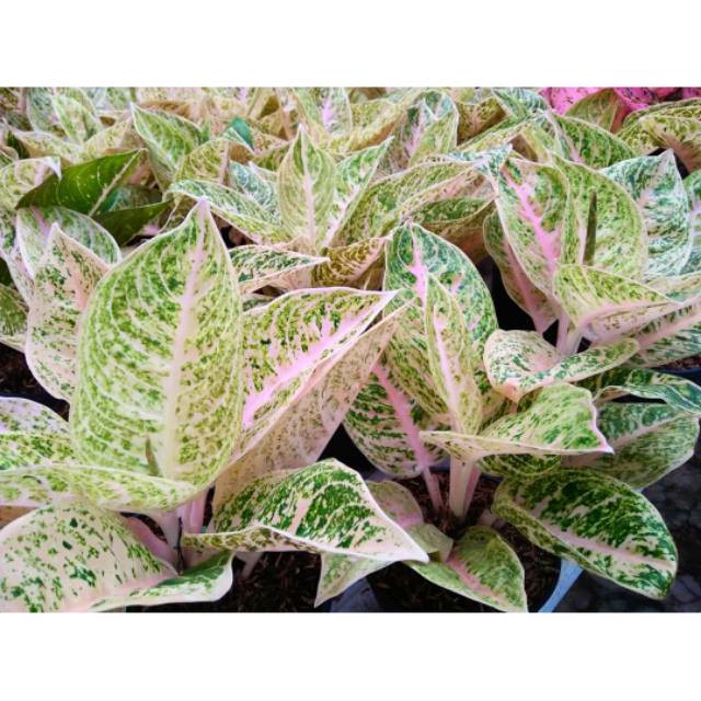 Bibit Bonggolan Aglonema Mutiara - Bibit Aglonema