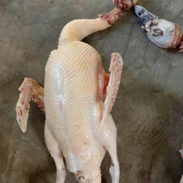 

Karkas bebek entok muda