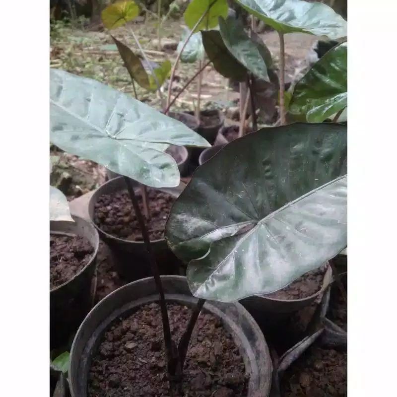 Tanaman hias caladium black / sente hitam / talas hitam