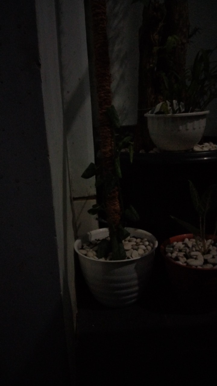 Rambatan Tanaman Sabut Kelapa Murah Meriah 50 Cm