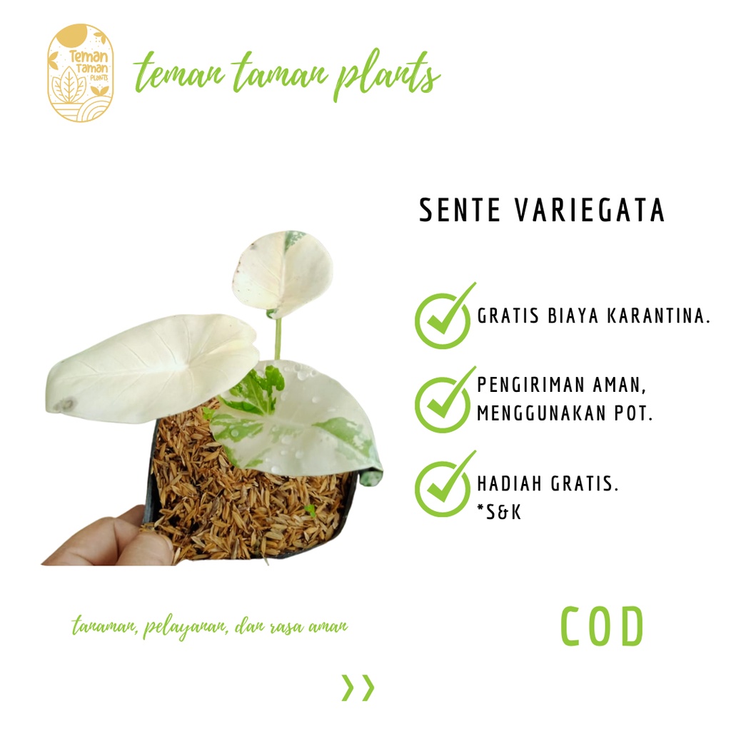 Bunga Sente Varigata