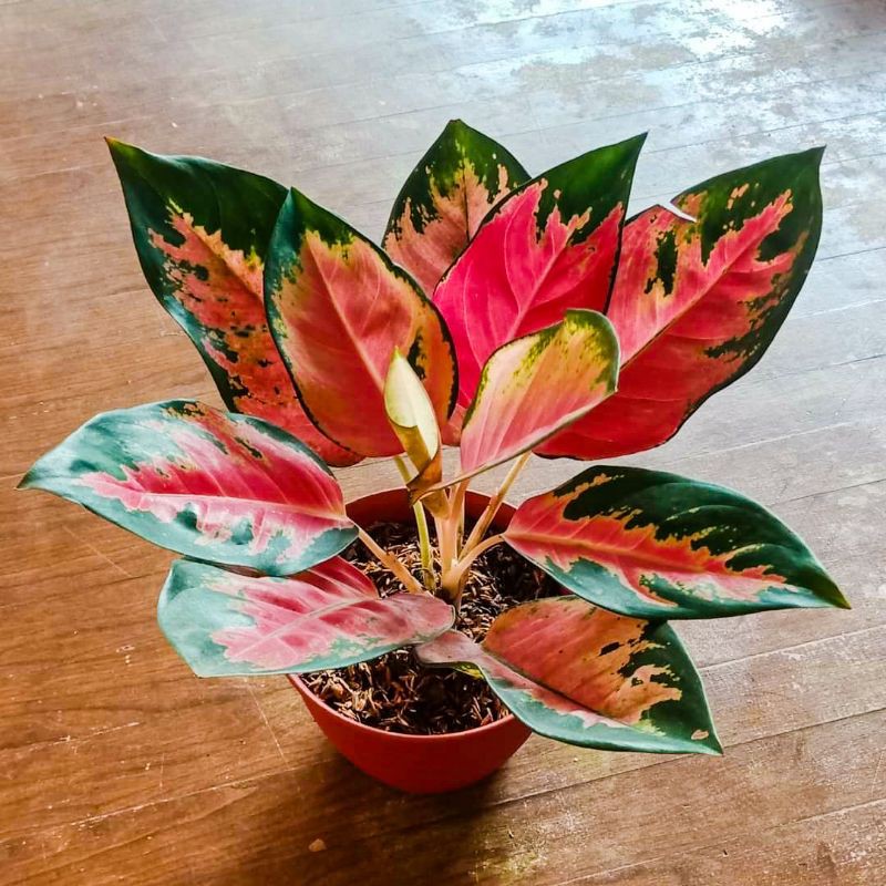 PROMO Aglonema Kochin Paramruai Tanaman Hias Bunga Aglaonema Kochin Paramruay Merah BUKAN bonggol bi