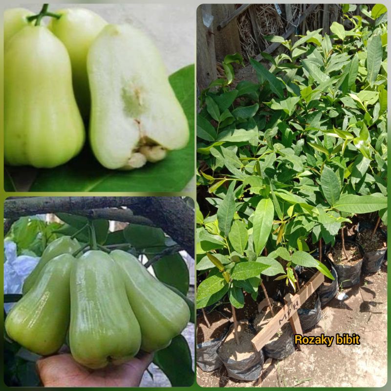 Bibit jambu air madu deli