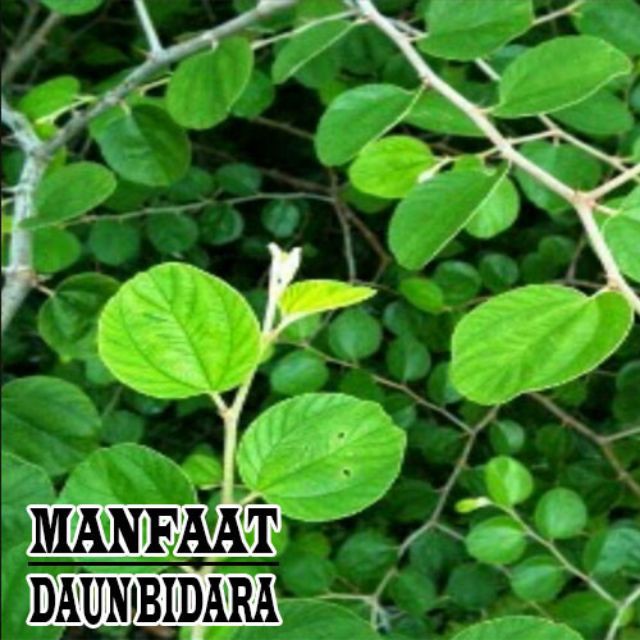 

Daun Bidara Segar