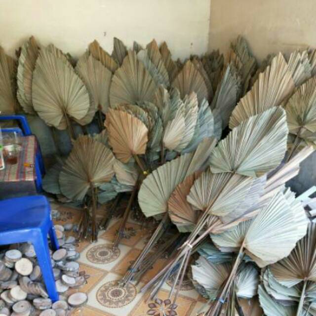 DAUN PALEM KERING DEKORASI Shopee Indonesia