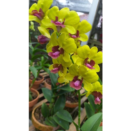 Anggrek Dendrobium Hybrid  berkwalitas  warna kuning lidah merah