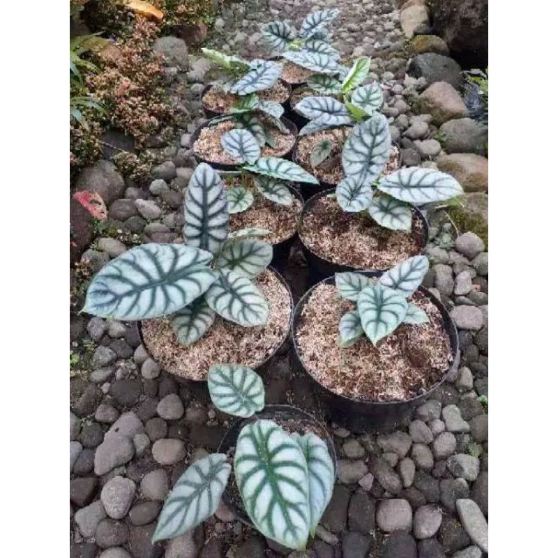 alocasia silver dragon daun 3